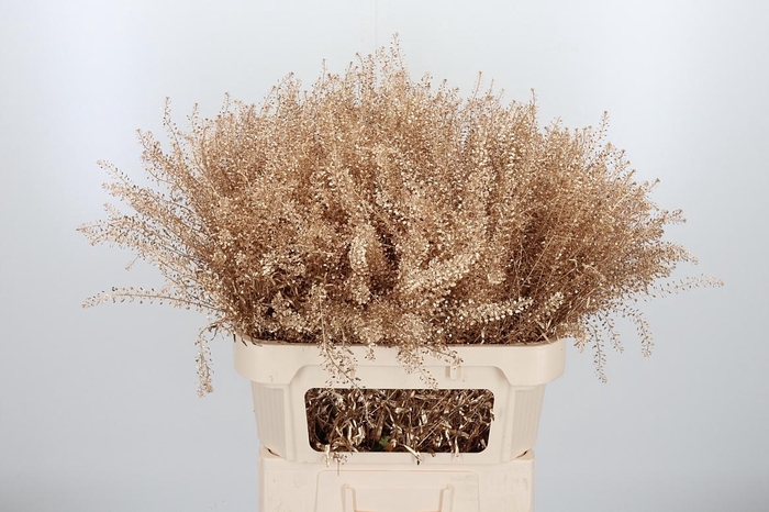 <h4>Lepidium Kl Bh Antiek Goud</h4>