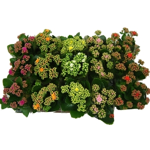 Kalanchoe Mix Double