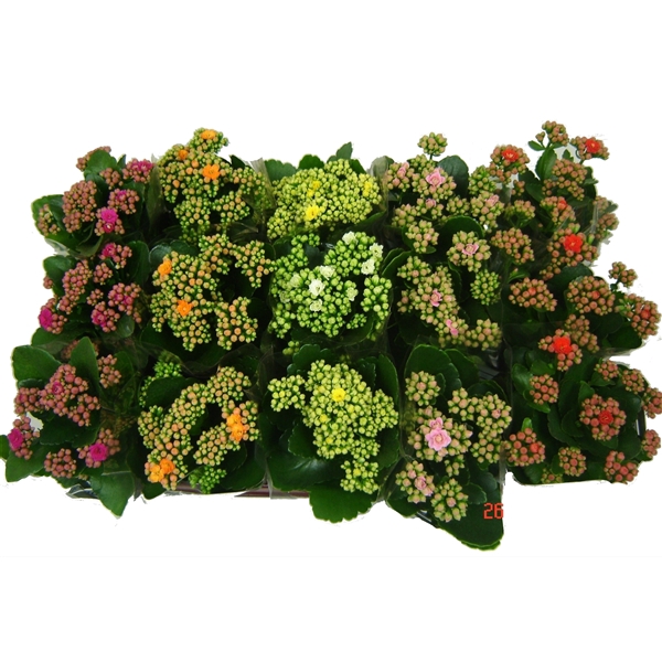 <h4>Kalanchoe Mix Double</h4>