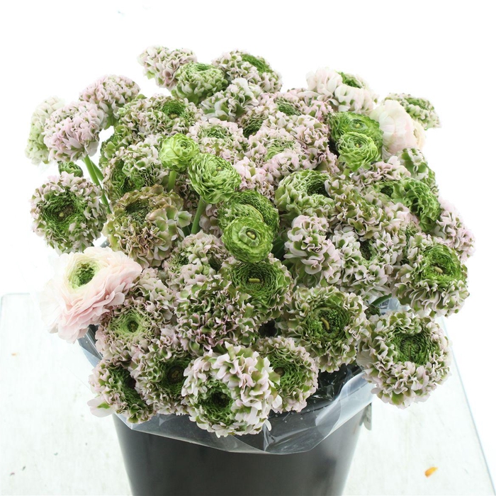 <h4>Ran Ponpon Sr Kendy Rosa Extra</h4>