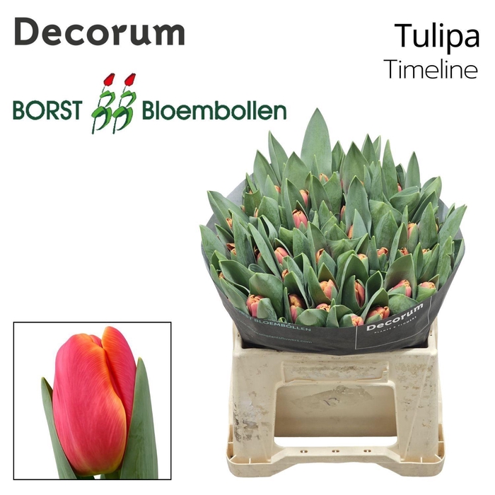 <h4>TU EN Timeline</h4>