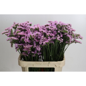 Limonium sinuatum 'Lucia Pink'