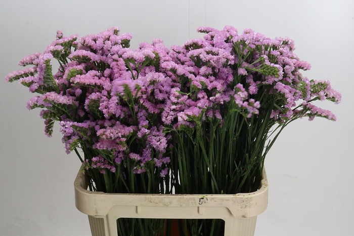 <h4>Limonium sinuatum Lucia Pink</h4>