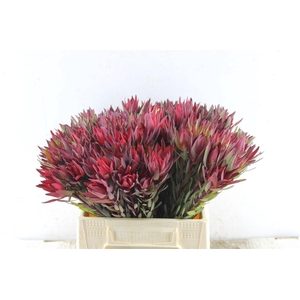 Leucad Sal Blush Single