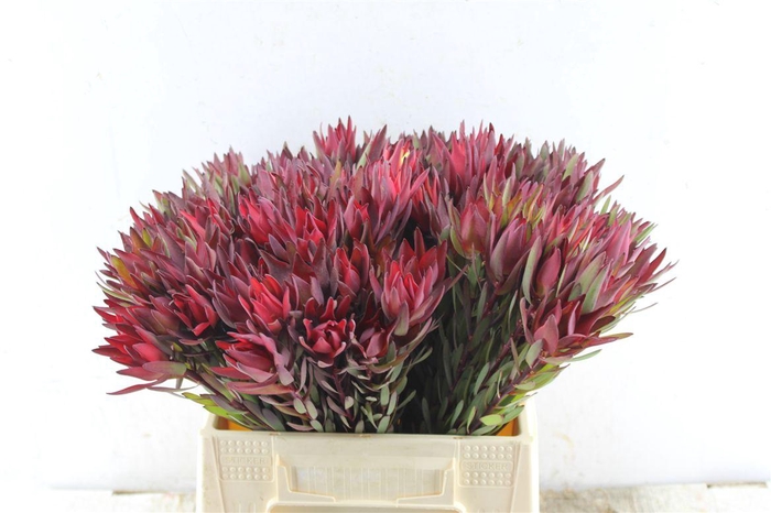 <h4>Leucad Sal Blush Single</h4>