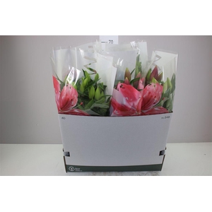 Lil Or Magny Cours 5pp Donker Roze