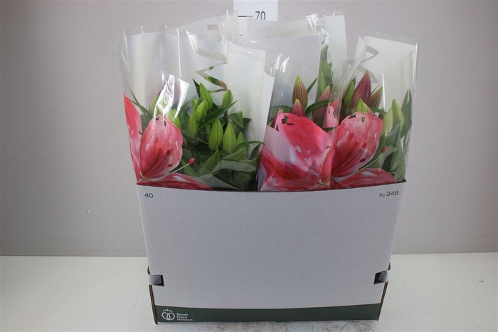 <h4>Lil Or Magny Cours 5pp Donker Roze</h4>