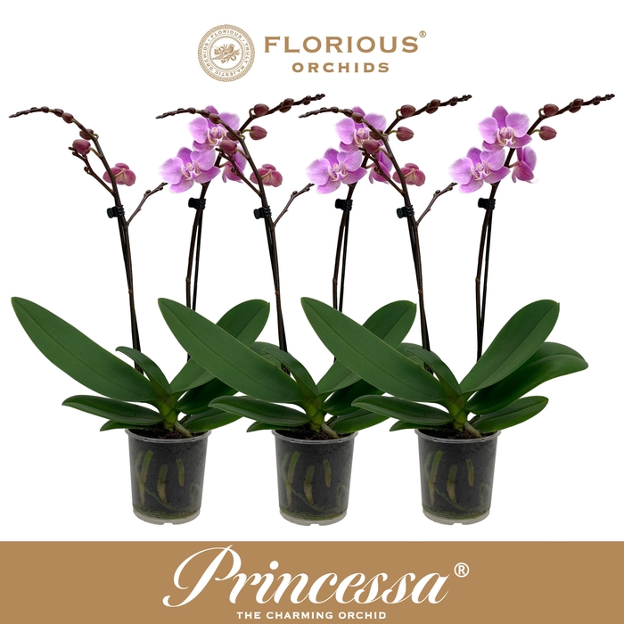 <h4>No9 Phalanopsis 2 Tak Roze</h4>
