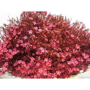 Chame Ofir Dark Cerise