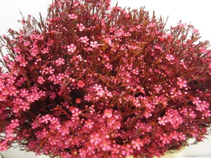<h4>Chame Ofir Dark Cerise</h4>