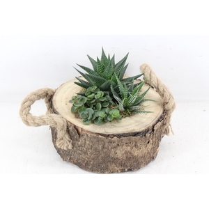 arr3 SN - Boomschijf haworthia