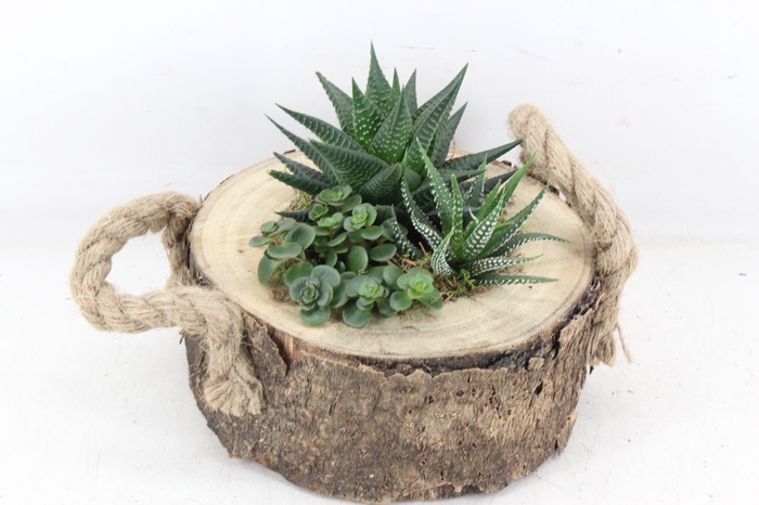 <h4>arr3 SN - Boomschijf haworthia</h4>