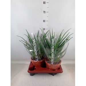 Aloe arborescens