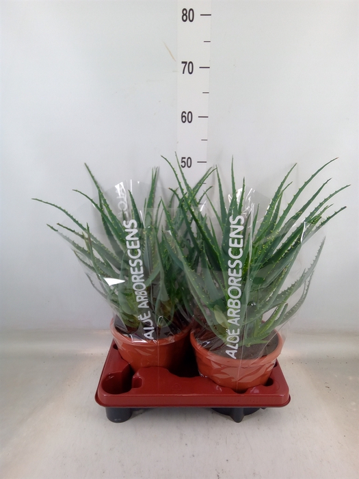 <h4>Aloe arborescens</h4>