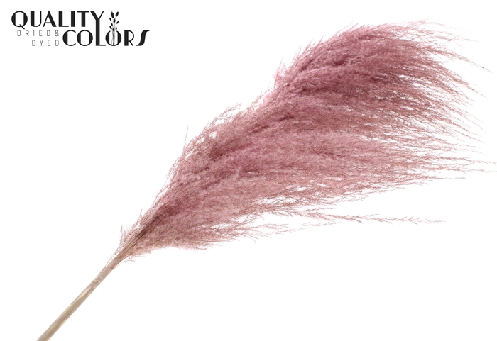 Pampas Grass ± 175cm p/pc in poly Light Pink