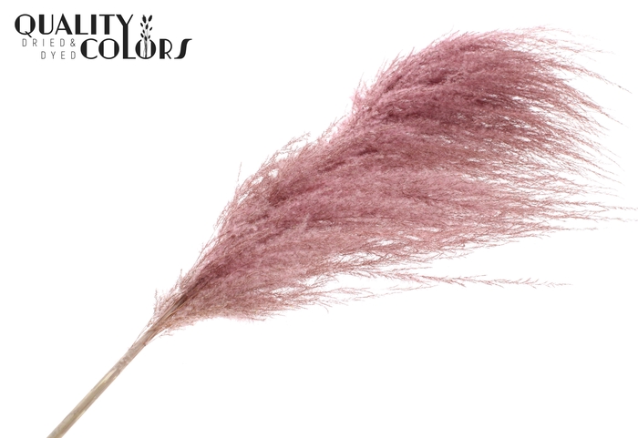 <h4>Pampas Grass ± 175cm p/pc in poly Light Pink</h4>