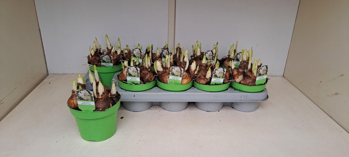 <h4>NARC D BRIDAL CROWN</h4>