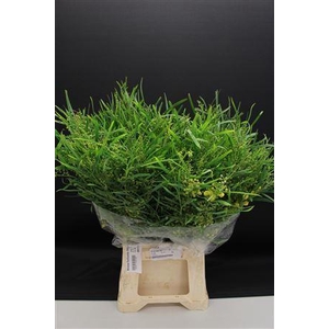 Mimosa Floribunda 200gr