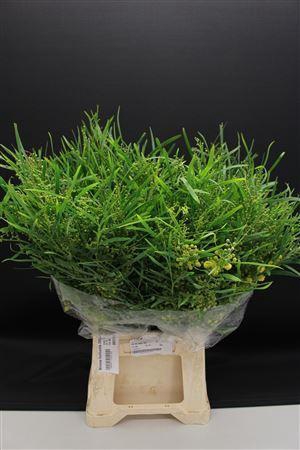 <h4>Mimosa Floribunda 200gr</h4>