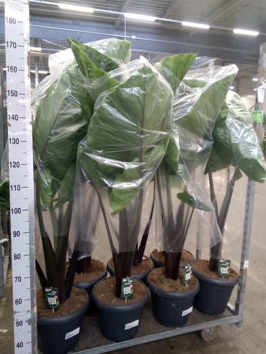 <h4>Alocasia   ...</h4>