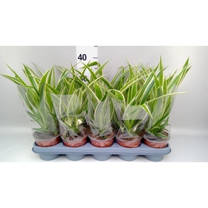 Chlorophytum com.