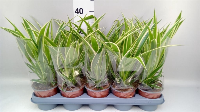 <h4>Chlorophytum com.</h4>