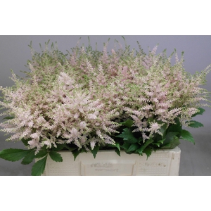 Astilbe Europa