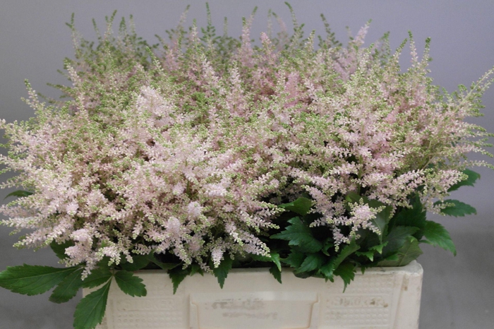 <h4>Astilbe Europa</h4>
