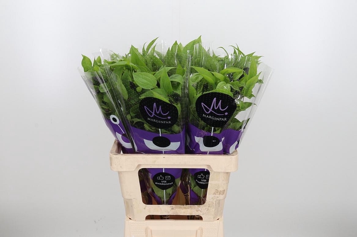 <h4>Clem Amazing Havana</h4>