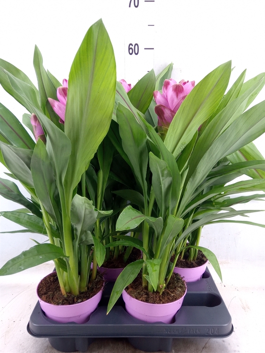 <h4>Curcuma   ...</h4>