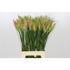 Nerine Vesta K