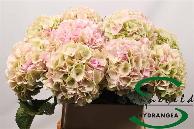 <h4>HYDR M CH VERENA CL</h4>