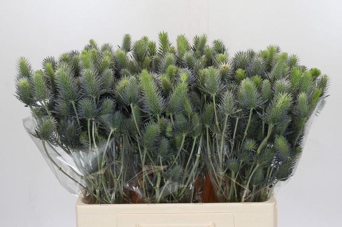 <h4>Eryngium Electric Dynamite</h4>