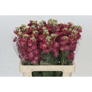 Matthiola Iron Apricot Dark