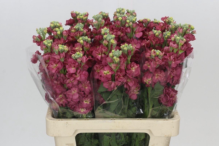 <h4>Matthiola Iron Apricot Dark</h4>