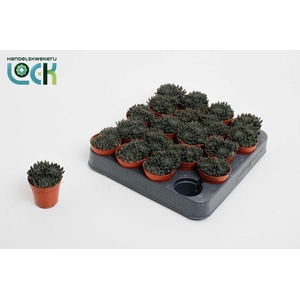 Crassula Crassimus