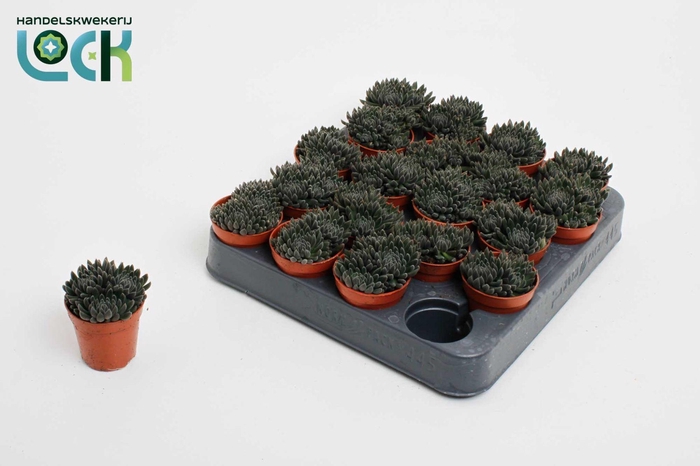 <h4>Crassula Crassimus</h4>