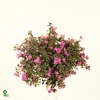 CENTRADENIA CASCADE