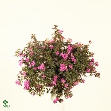 CENTRADENIA CASCADE