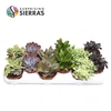 Sierra's® - Valencia Succulent Mix (Prime)