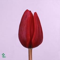 Kolibri Greens Succulenten mix in Coral pot mix