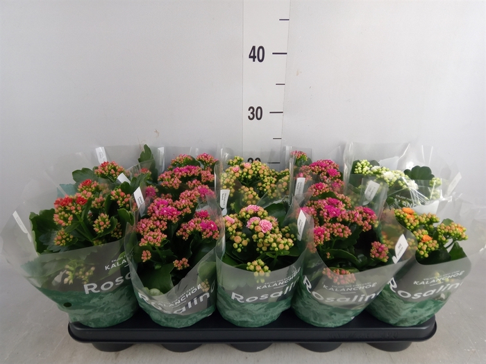 <h4>Kalanchoe blos. 'Rosalina'  ..mix 5</h4>