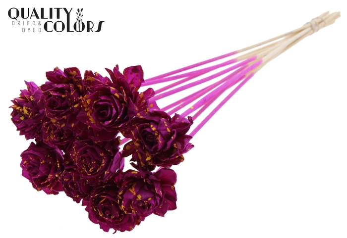 Shola Dahlia 6cm on stem Splashed Lilac/Yellow