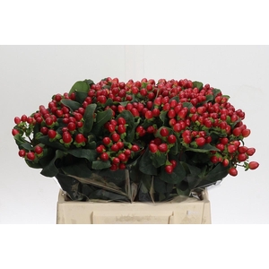 Hypericum True Romance