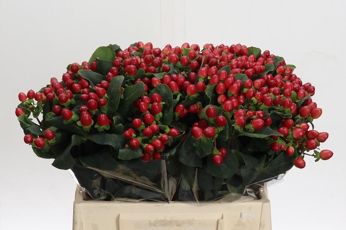 <h4>Hypericum True Romance</h4>