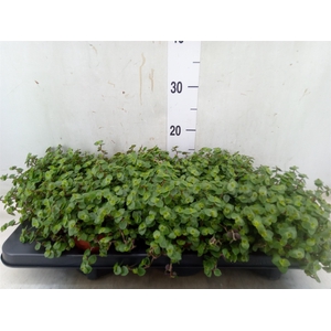 Callisia repens