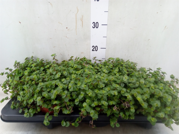 <h4>Callisia repens</h4>