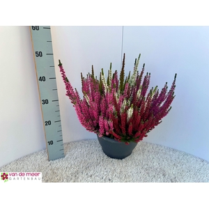 CALLU BL HI FIVE GEM