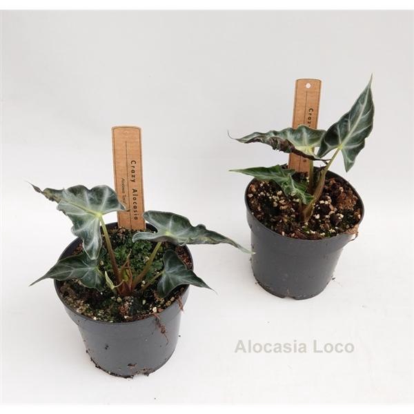 <h4>Alocasia Loco 14cm</h4>