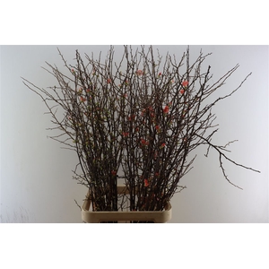 Chaenomeles Superba.ca 120/130cm